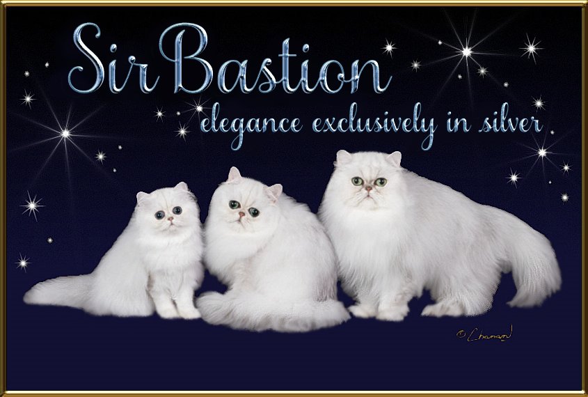 SirBastion Silver Persians Homepage