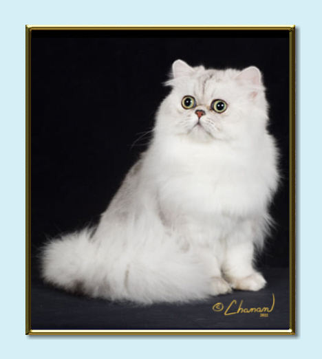 Shaded Silver Male Persian